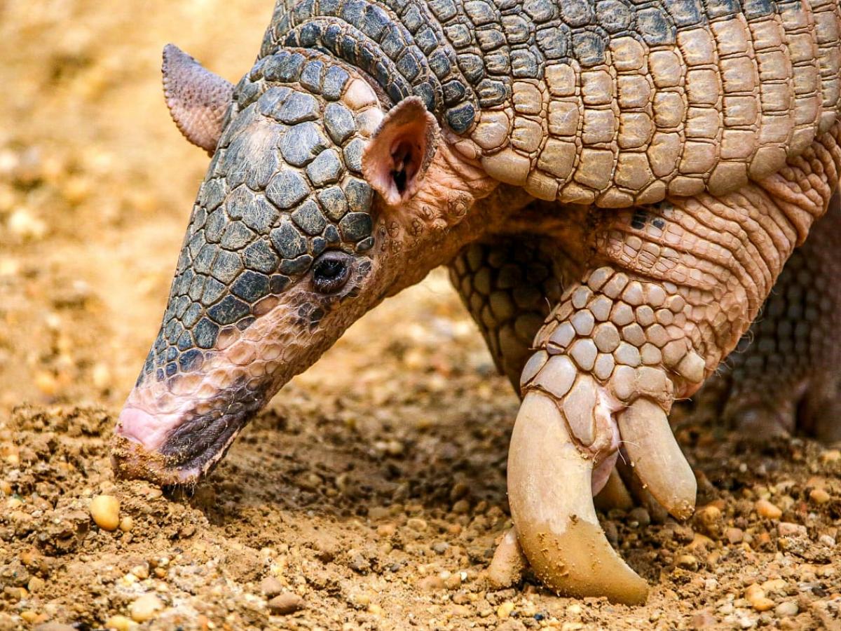 Avistamiento del armadillo gigante en La Macarena, Meta
